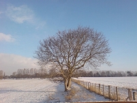 © Robert Rotifer Baum im Schnee